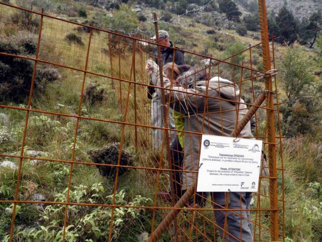 Uno dei plot sperimentali chiusi al pascolo a Fokies