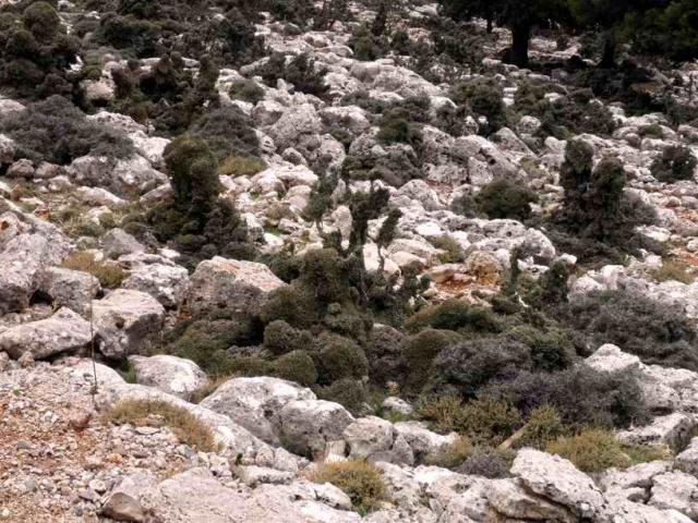 Area intensamente pascolata con Zelkova abelicea, Quercus calliprinos e Acer sempervirens sui Monti Psiloritis