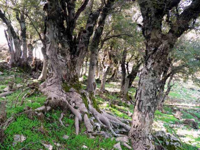 Boschetto di Zelkova abelicea giganti nell’altipiano di Omalos 