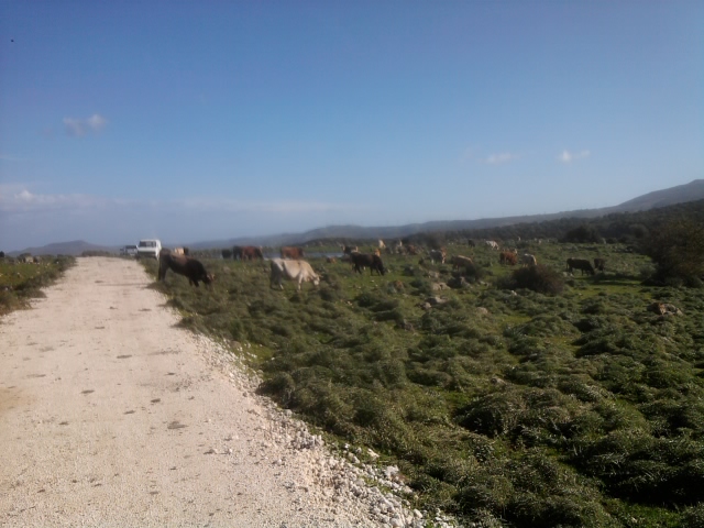 Pascolo nel piano nordorientale di Bosco Pisano