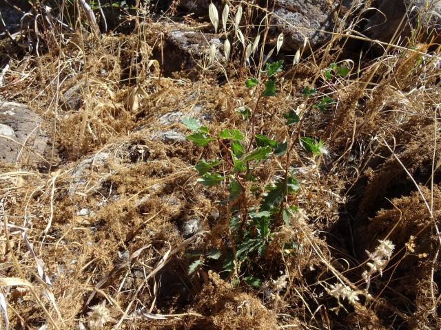 Nuova pianta da pollone radicale