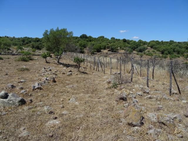 Viale parafuoco nel sito ZS1-Ciranna