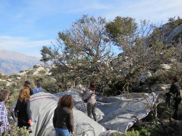 Foto 6: Raccolta di semi di Z. abelicea nella popolazione di Kryonerissa, Kedros Mts. - Central Crete