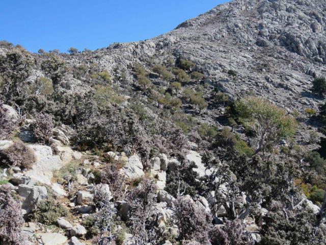 Foto 8: Formazione a prevalenza di Z. abelicea, con piccolo nucleo di piante di grandi dimensioni (al centro). Protolitsà, Dikti
