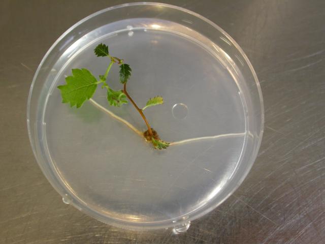 Fig. 1.  Piantina radicata di Zelkova sicula a 2 settimane dal trasferimento su substrato di radicazione