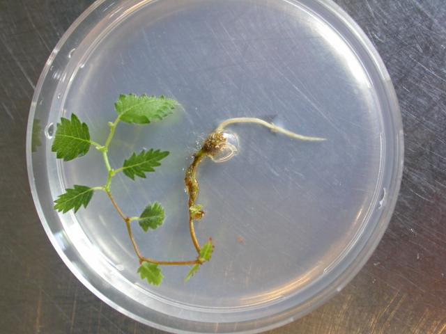 Fig. 2.  Piantina radicata di Zelkova sicula a 2 settimane dal trasferimento su substrato di radicazione
