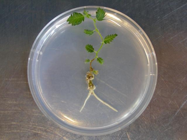 Fig. 3.  Piantina radicata di Zelkova sicula a 2 settimane dal trasferimento su substrato di radicazione