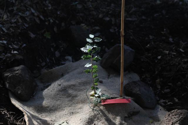 Fig. 2. Piantina di Zelkova sicula a impianto ultimato