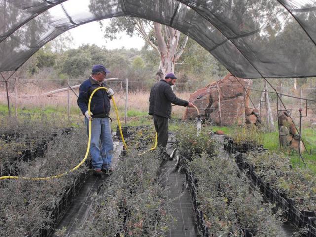 Watered plants with micorrizzed mixture