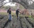 Watered plants with micorrizzed mixture