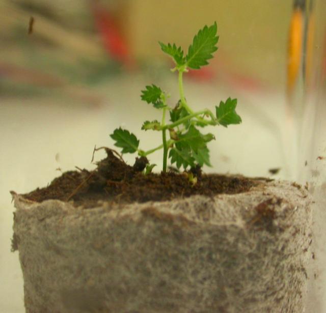 Fig. 4. Piantina in fase di acclimatazione