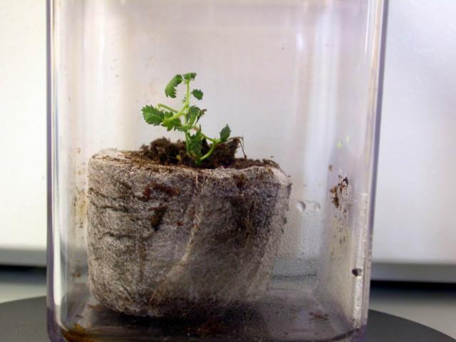 Fig. 5. Piantina in fase di acclimatazione