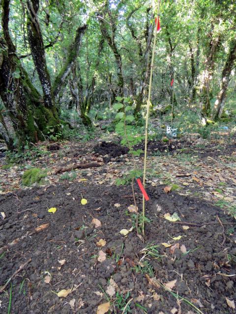 Foto 5. Bosco Ficuzza. Piantina messa a dimora
