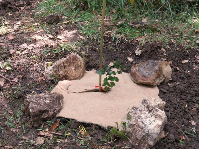 Foto 6. Bosco Ficuzza. Stuoia in feltro apposta dopo il completamento della messa a dimora