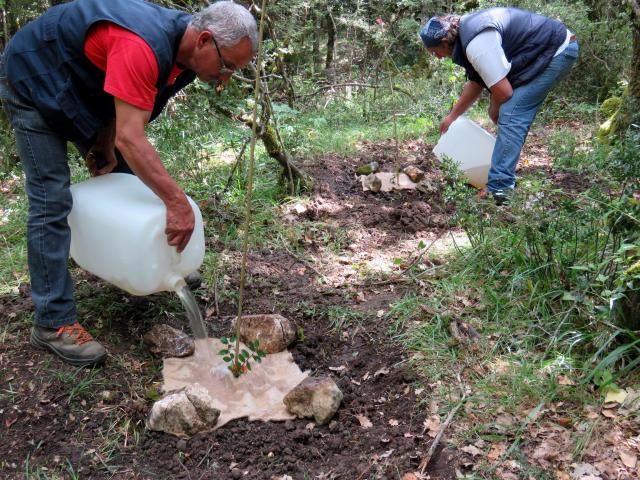 Foto 7. Bosco Ficuzza. Prima irrigazione