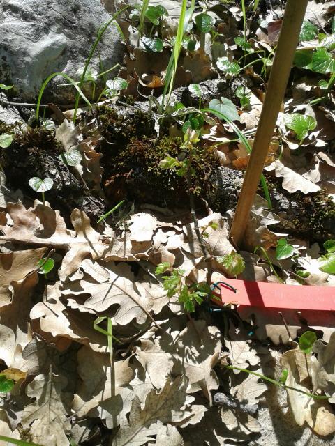 Fig. 1. Gemme appena schiuse a Bosco Ficuzza