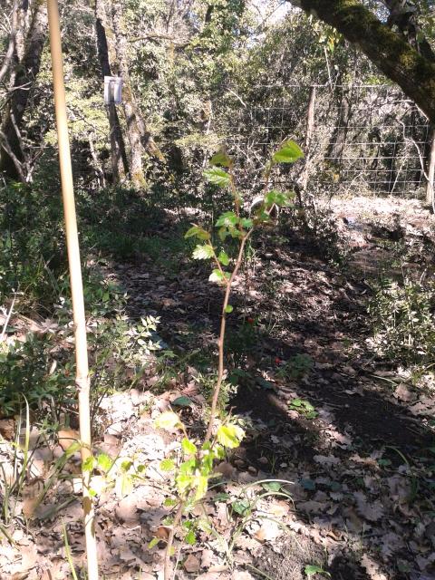 Fig. 2. Piantina in pieno accrescimento a Bosco Ficuzza