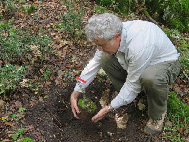 fig. 1. Messa a dimora di una piantina a Bosco Ficuzza