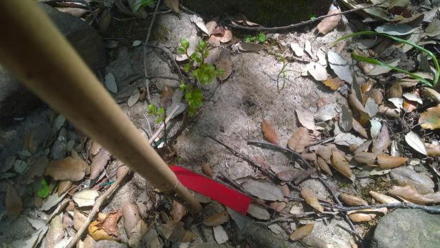 Fig 3. Gemme appena schiuse a Bosco Pisano