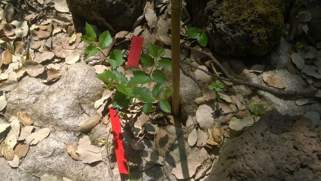 Fig. 4. Piantina in pieno accrescimento a Bosco Pisano