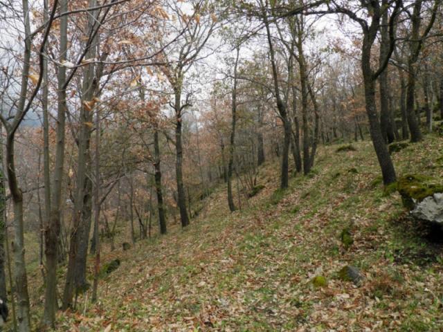 Moun Etna Wood
