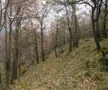 Moun Etna Wood